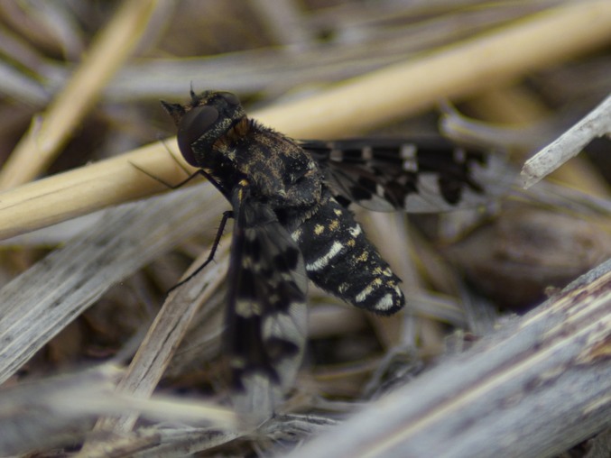 Bee fly (exoprosopa pandora) on dry stems