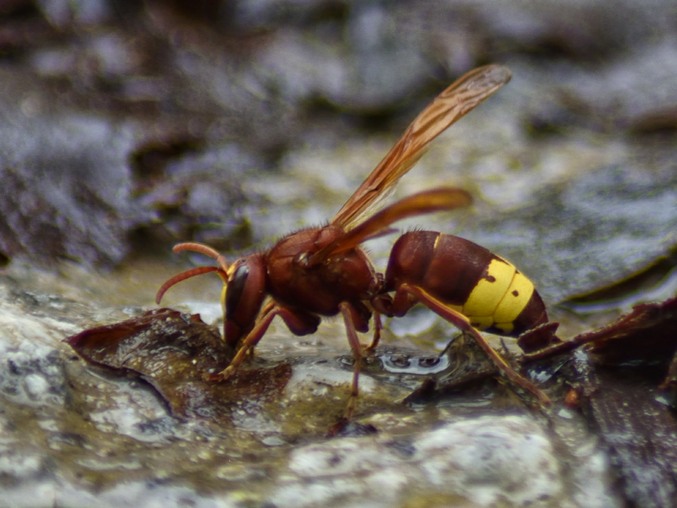 Oriental hornet (Vespa orientalis) drinking from a stream, side view