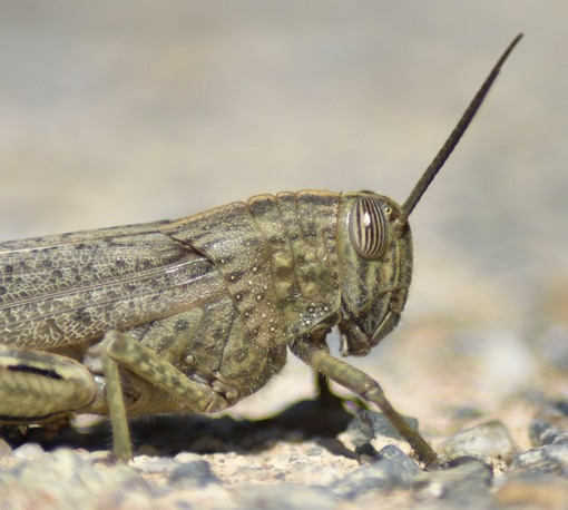 Etia egyptian locust (Anacridium aegyptium) side view of head and thorax
