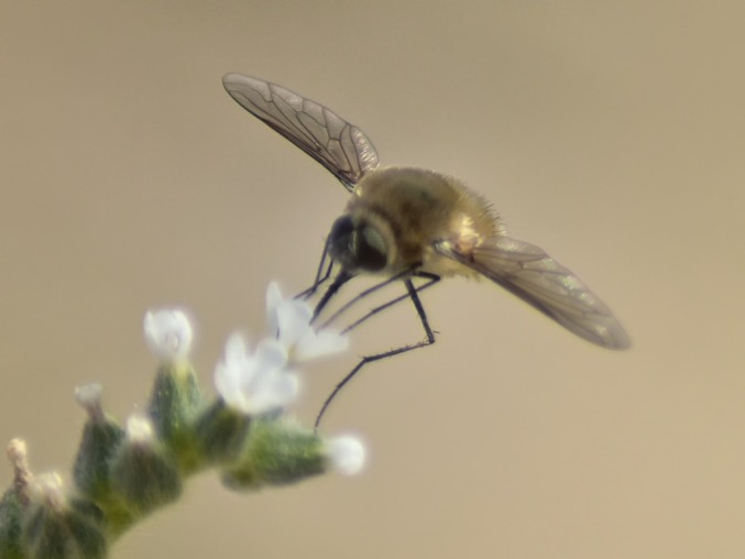 Bee fly (Systoechus sp) possibly ctenopterus, feeding on  a flower