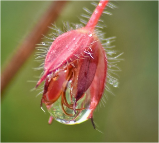 water drop filling a small, red, bell shaped flower